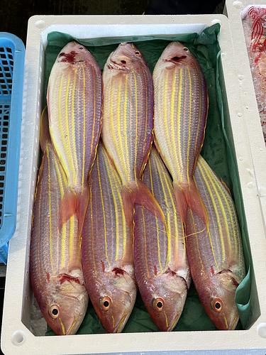 イトヨリダイ7入約5.3kg(底曳)