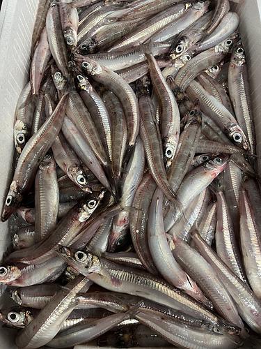 ニギス約5kg(底曳)