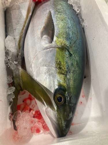 ハマチ3入約10.5kg(巻網)