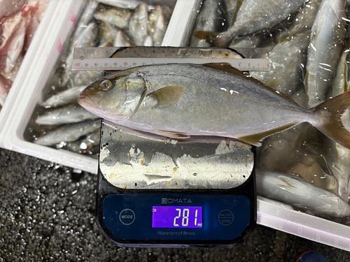 カンパチ(定置)