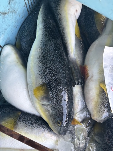 ゴマフグ約8kg(定置)