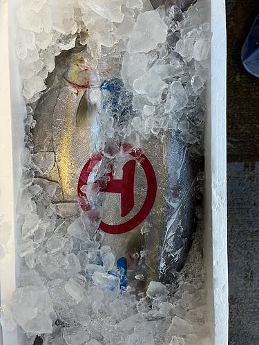 カンパチ2入約5kg(定置)