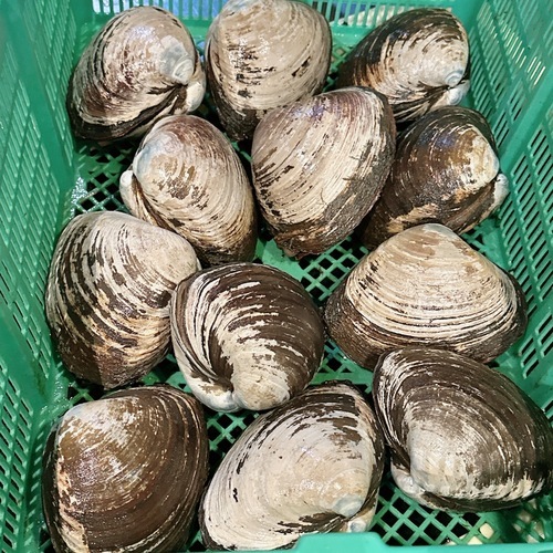 ホッキ貝(沿岸)