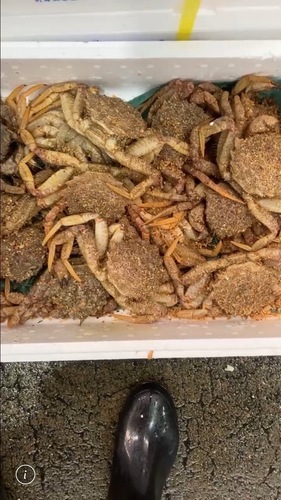 クリガニ活18入約3kg
