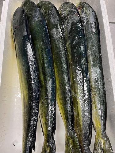 活〆シイラ(釣)