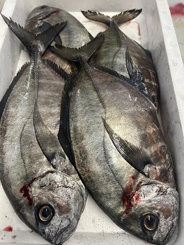 オキアジ4入約4.1kg(定置)
