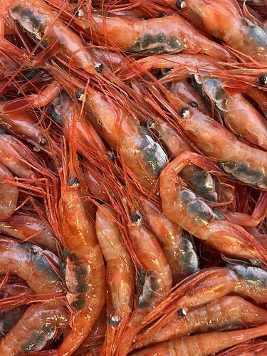 甘エビ子持ち約3.3kg(底曳)