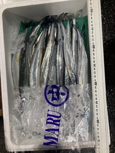 サヨリ16入約1kg(沿岸)
