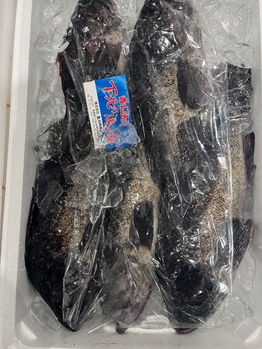 クロソイ2/3入3/4k約3kg(沿岸)