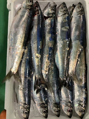 ニシン15入約5kg(刺網)