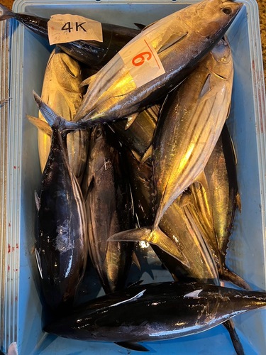 カツオ大中2入約9kg(釣)