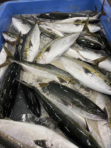 ワラサ11−12キロ台2入約11.5kg(定置)