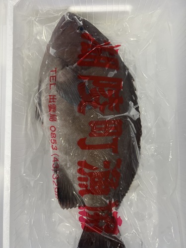 トビハタ1入約2.5kg(定置)
