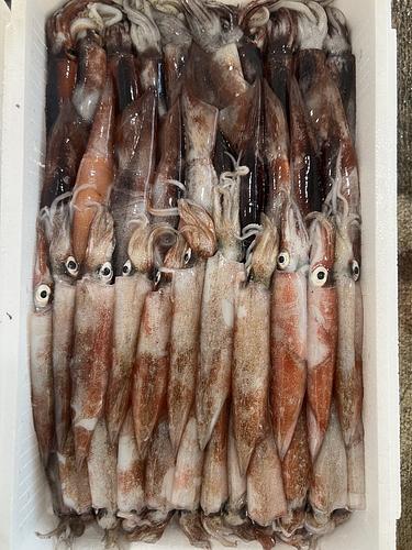 鮮魚BOX約6kg(底曳)