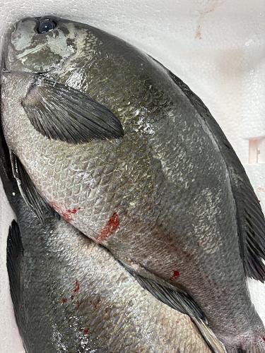 活〆メジナ3入約2kg(定置)