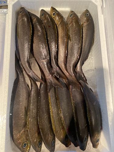 イサキ13入約5.3kg(定置)
