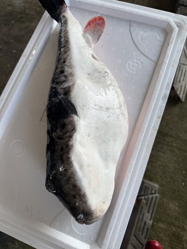 トラフグ1入約3.1kg(沿岸)