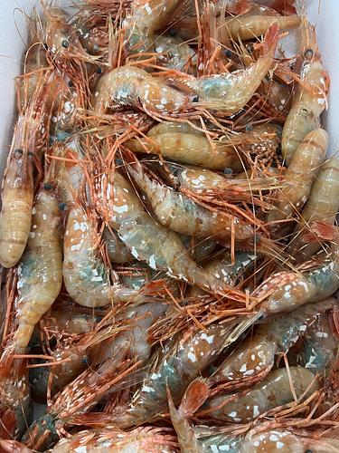 ボタンエビ約2kg