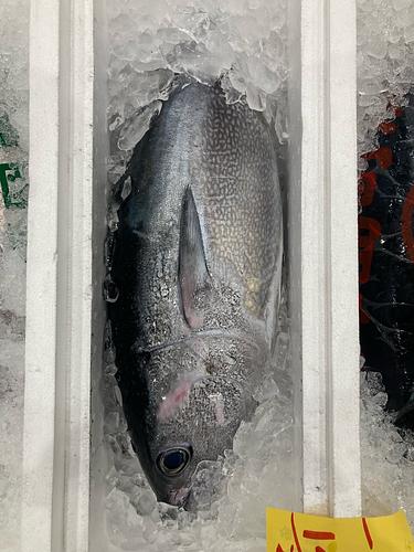活〆メジマグロ10/11k2入約10.5kg(釣)
