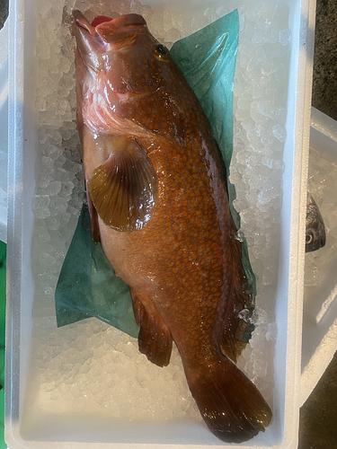 活〆キジハタ(アコウ)1入約2.4kg(釣)
