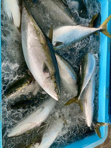 ワラサ12-13キロ台3入約12.5kg(定置)