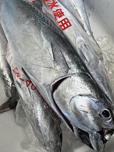 ヒラソウダ6入約7.5kg(定置)