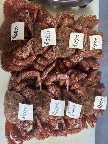 毛ガニ400g〜500g4入約2kg(底曳)