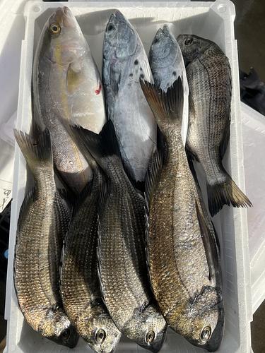 鮮魚BOX約6kg(定置)