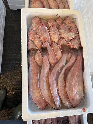 赤カレイ重原21-25入約5.3kg