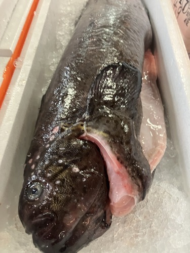 ボウズギンポ5,1-5,7kg/1入約5.3kg