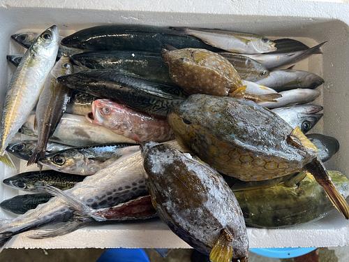 鮮魚BOX約6.2kg(定置)