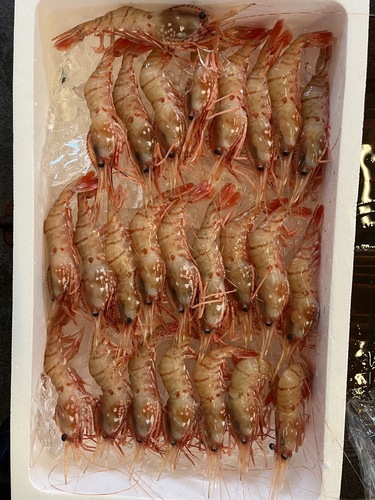 ボタンエビ25入約1.2kg