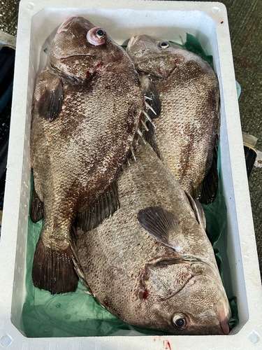 ヒゲソリダイサイズにバラつきあり。3入約8.4kg(底曳)