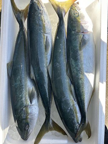 イナダ4入約6.9kg(定置)