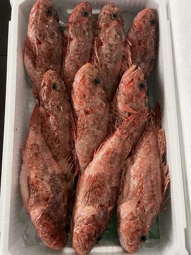 オニカサゴ10入約5.5kg(釣)