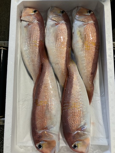 アカアマダイ700\900g台5入約4.1kg(釣)