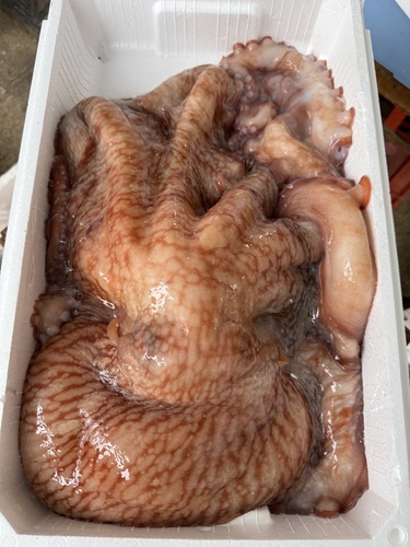 水ダコ1入約9.4kg(底曳)