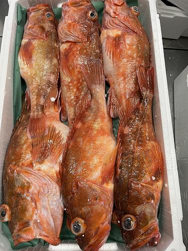 カサゴ6入約5kg(底曳)