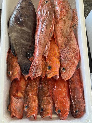 鮮魚BOX約5.1kg(釣)