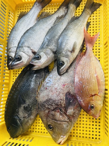 神経〆鮮魚BOX1入約4.4kg(沿岸)