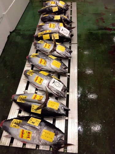 メバチマグロ半身フィーレ1入約6kg(延縄)