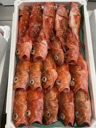 ウッカリカサゴ③20入約4kg(釣)