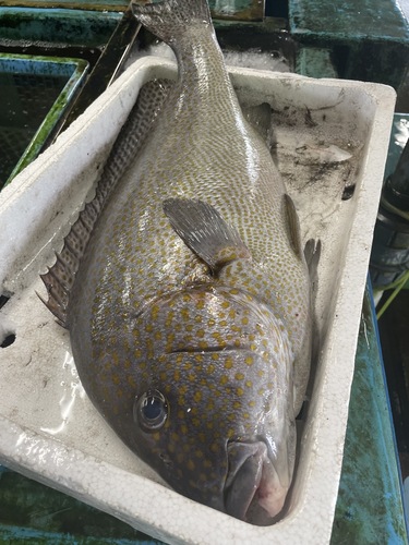 コロダイ1入約3.9kg(定置)