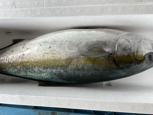 ヒラマサ1入約9.2kg(巻網)