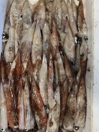 ヤリイカ約36入約2.5kg(底曳)