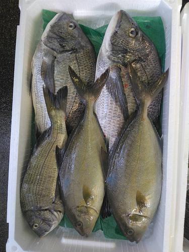 鮮魚BOX約5.5kg(定置)