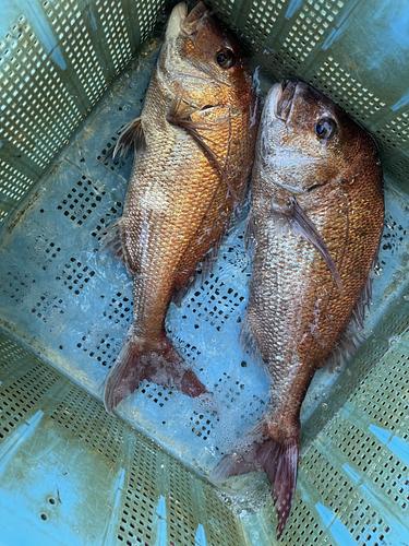 神経〆マダイ2入約7kg