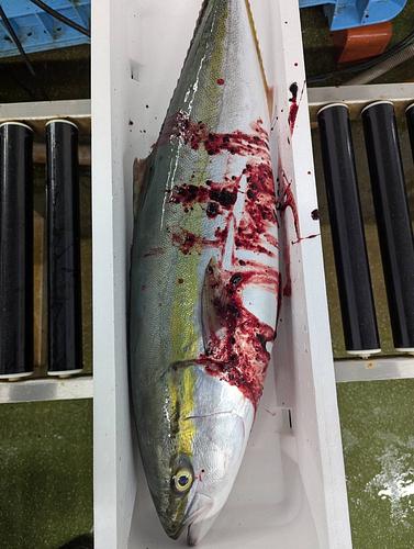 ワラサ12−14キロ台3入約13kg(巻網)