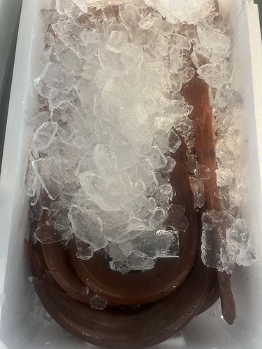 赤ヤガラ9入約3.8kg(定置)