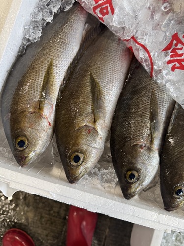 活〆イサキ(釣)